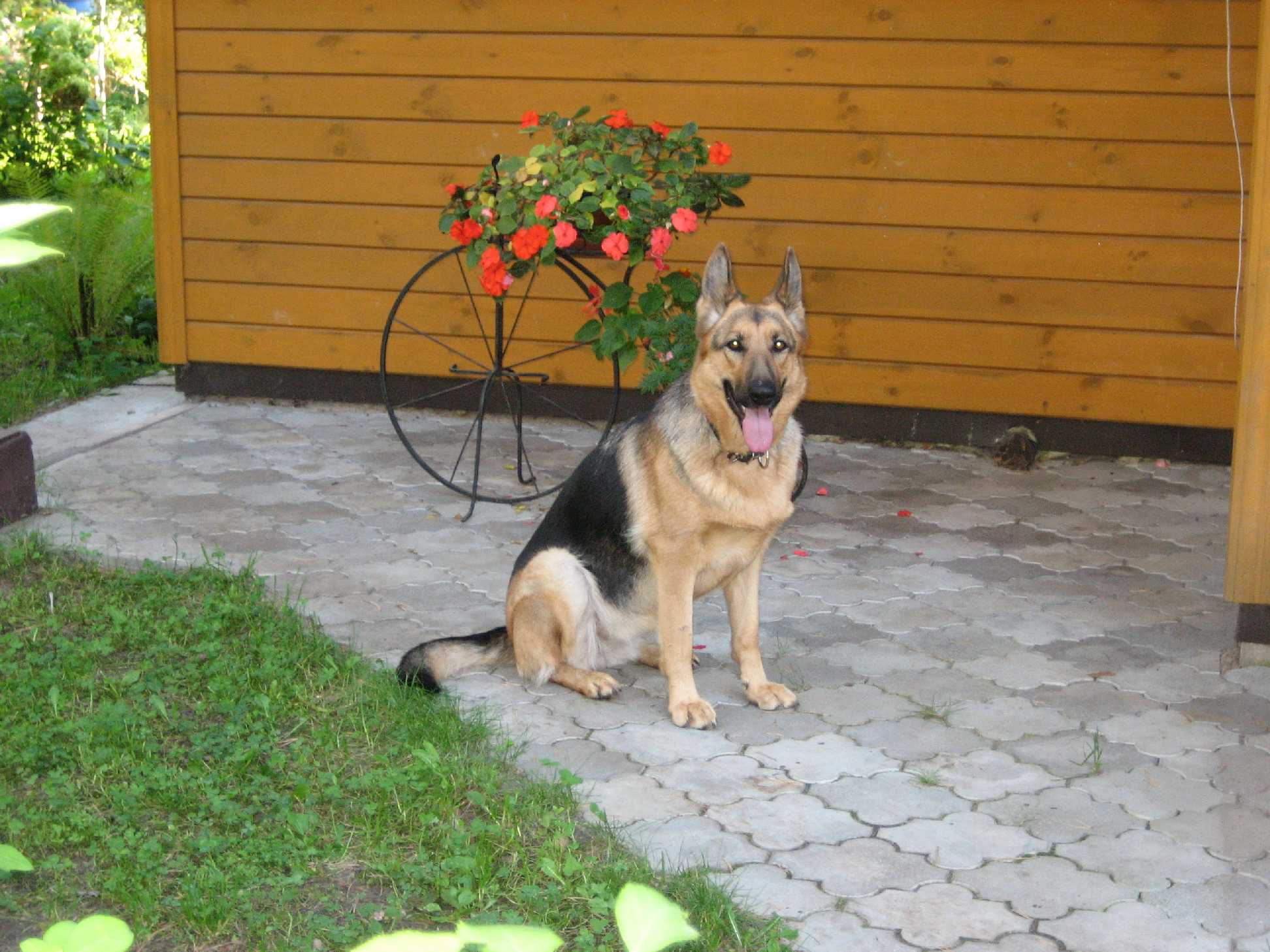 Наши любимцы