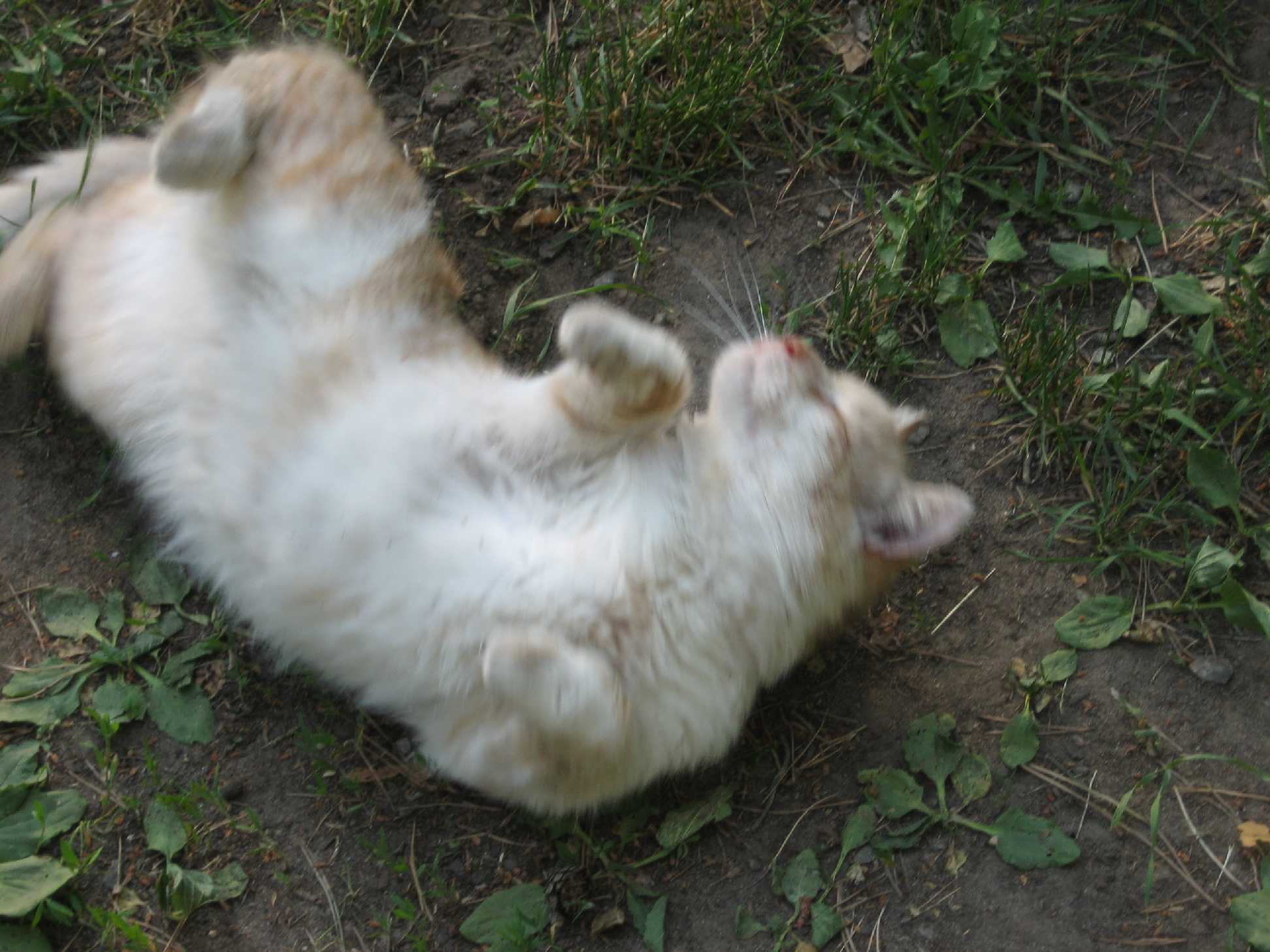 Наши любимцы