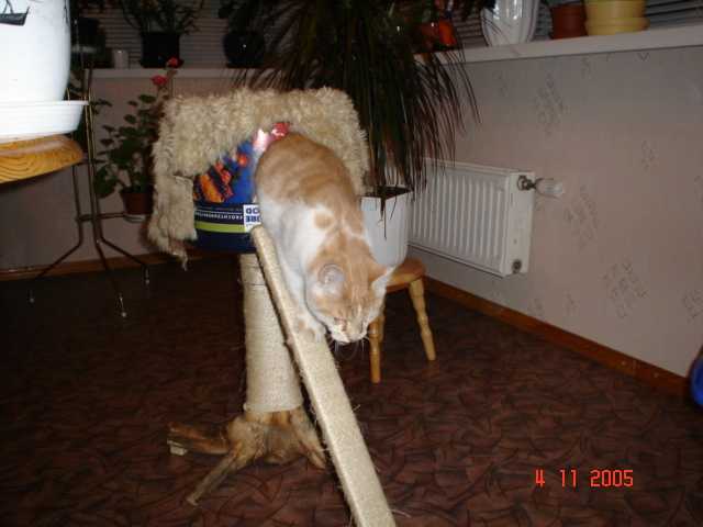 Наши любимцы