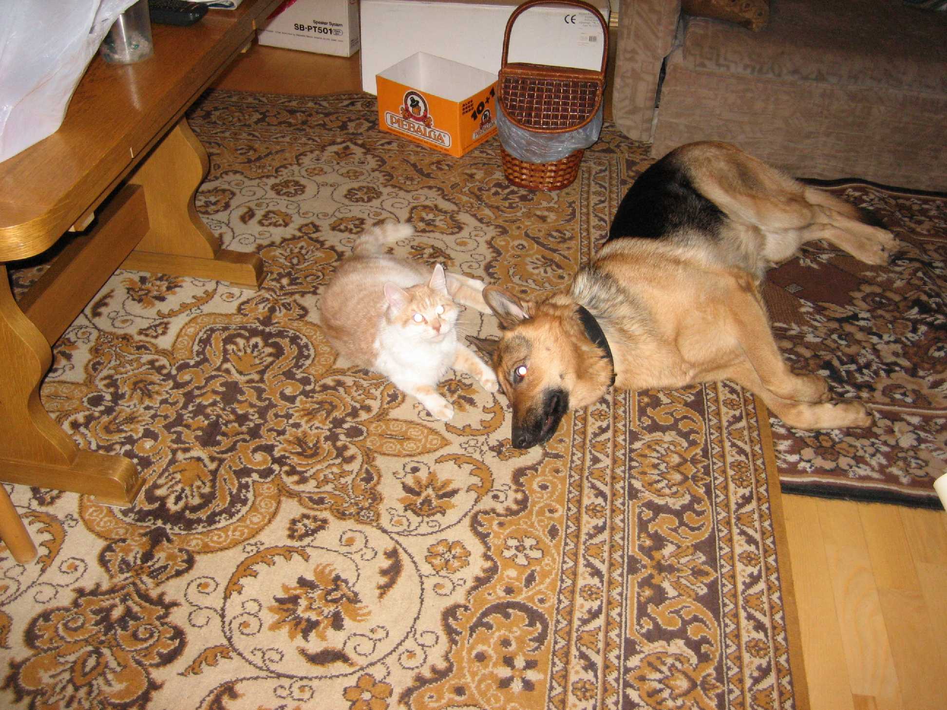 Наши любимцы