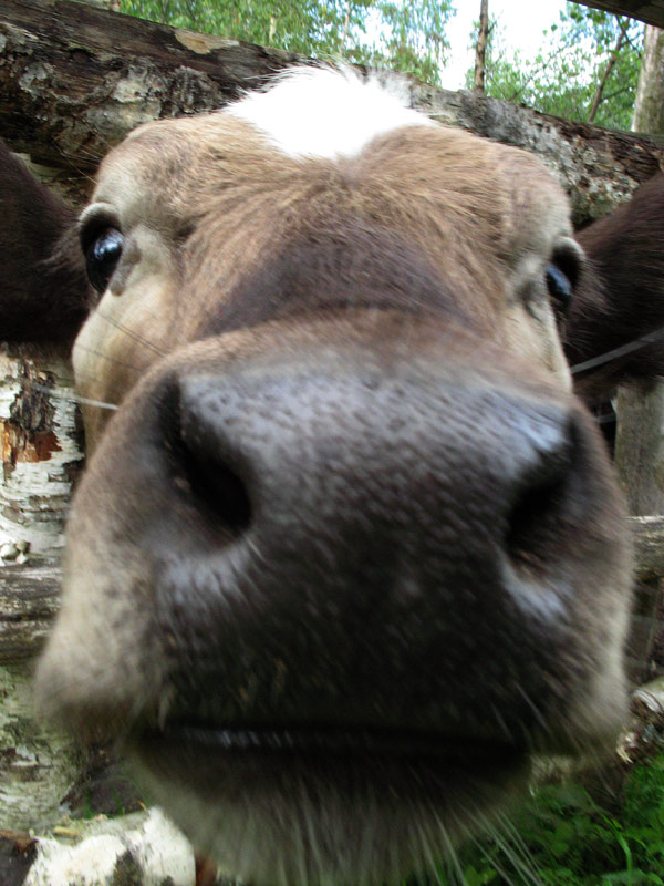 Муууу. Природа и букашки-таракашки