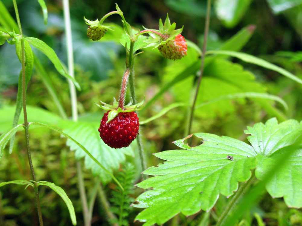 Земляничка. Природа и букашки-таракашки