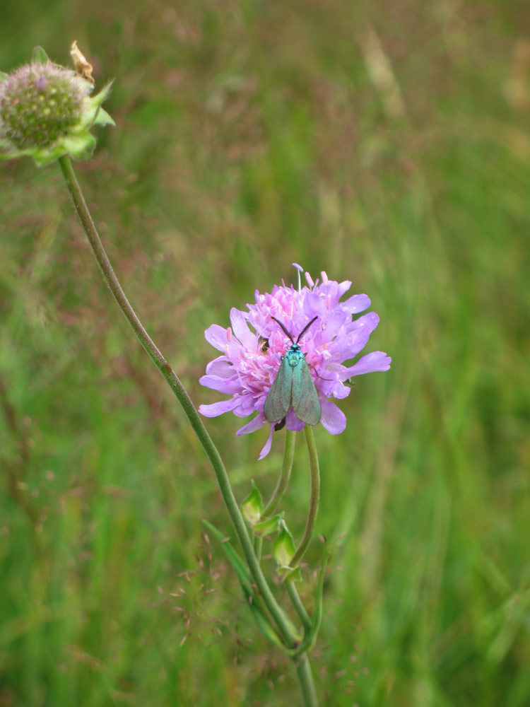 Мушки всякие. Природа и букашки-таракашки
