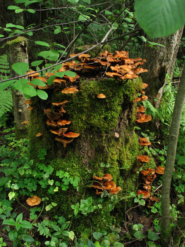 Природа и букашки-таракашки