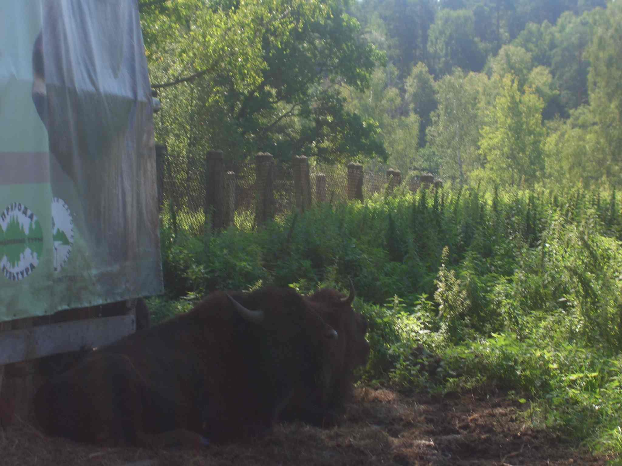 Вот такая коровушка. Зубры