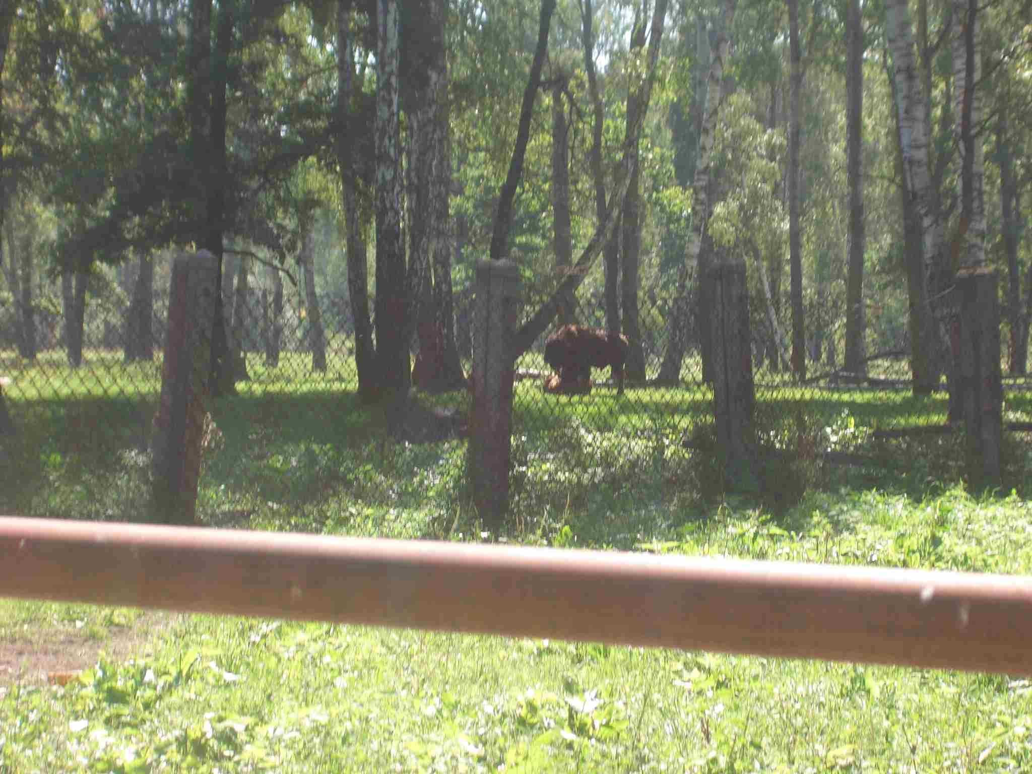 Зубр на выпасе. 