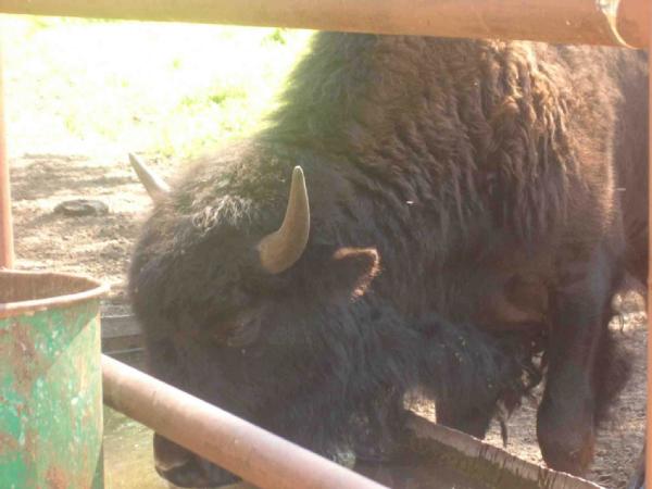 Зубр обедает. 