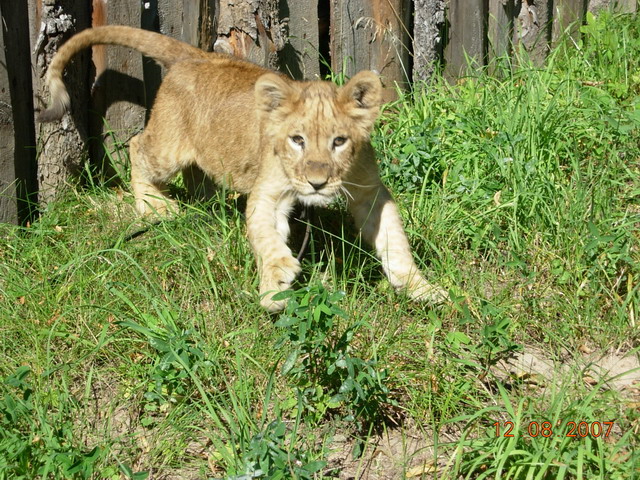 Лев Симба. ЛЕВ