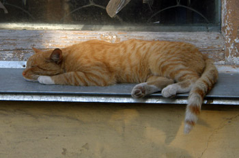 Кот магазинный. Коты новгородские