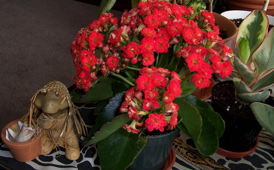 Каланхое. My home- flowers