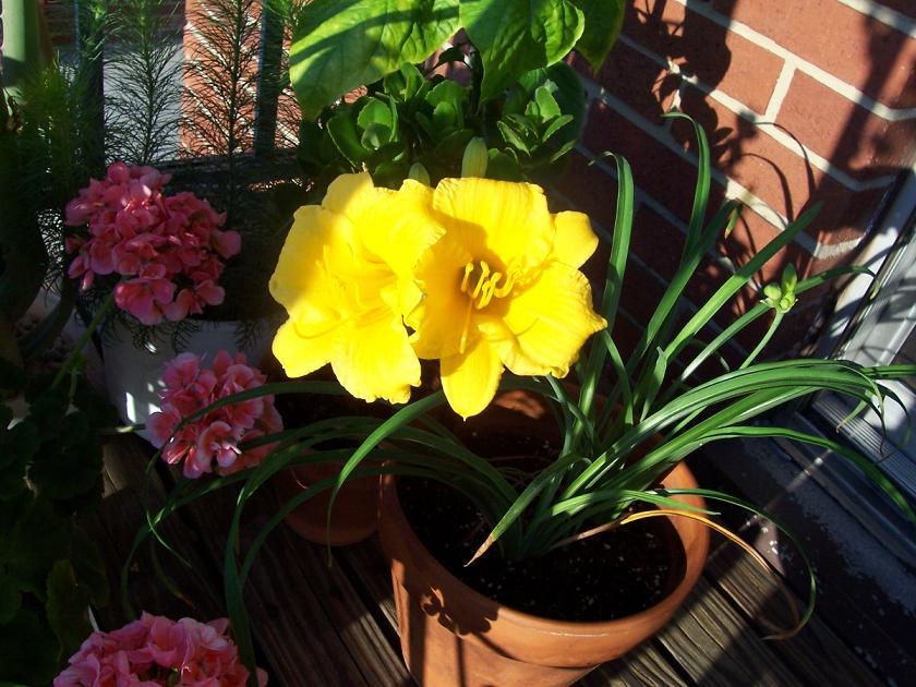 Желтая лилия. My home- flowers