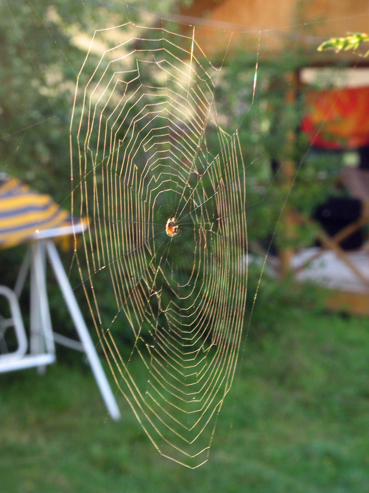 Природа и букашки-таракашки