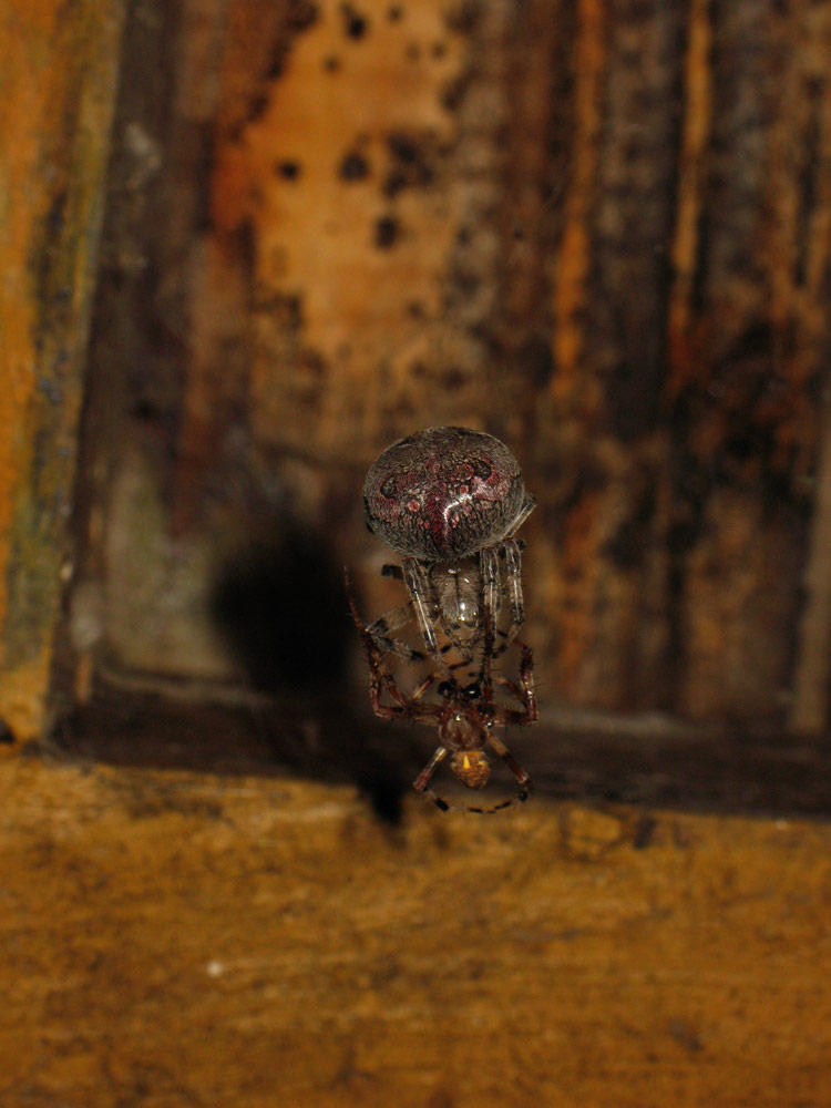 Природа и букашки-таракашки