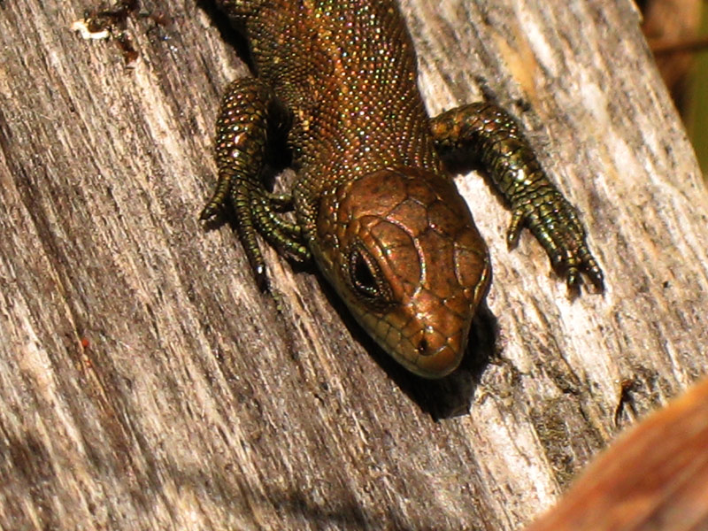 Природа и букашки-таракашки