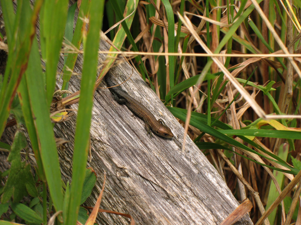 Природа и букашки-таракашки