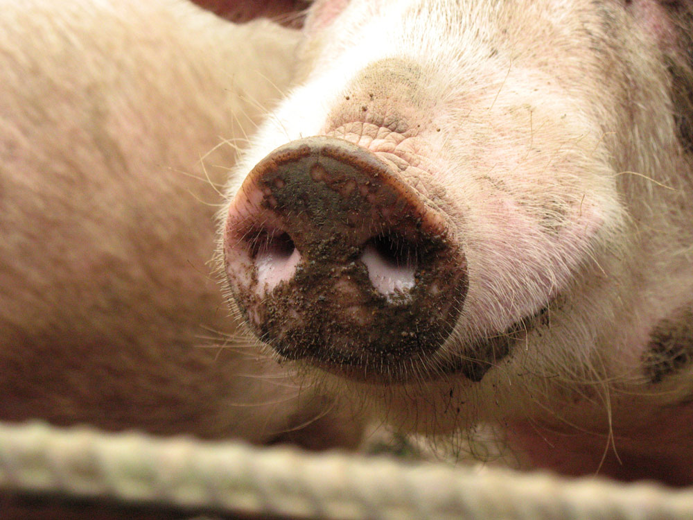 Разетка -)). Природа и букашки-таракашки