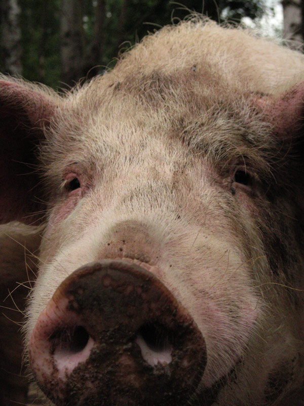 Природа и букашки-таракашки