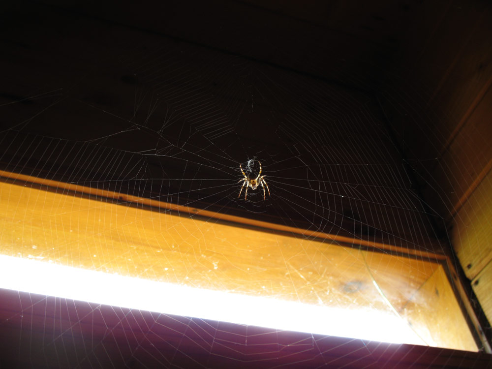 Мое художество -)) Очень мне нравится. Природа и букашки-таракашки