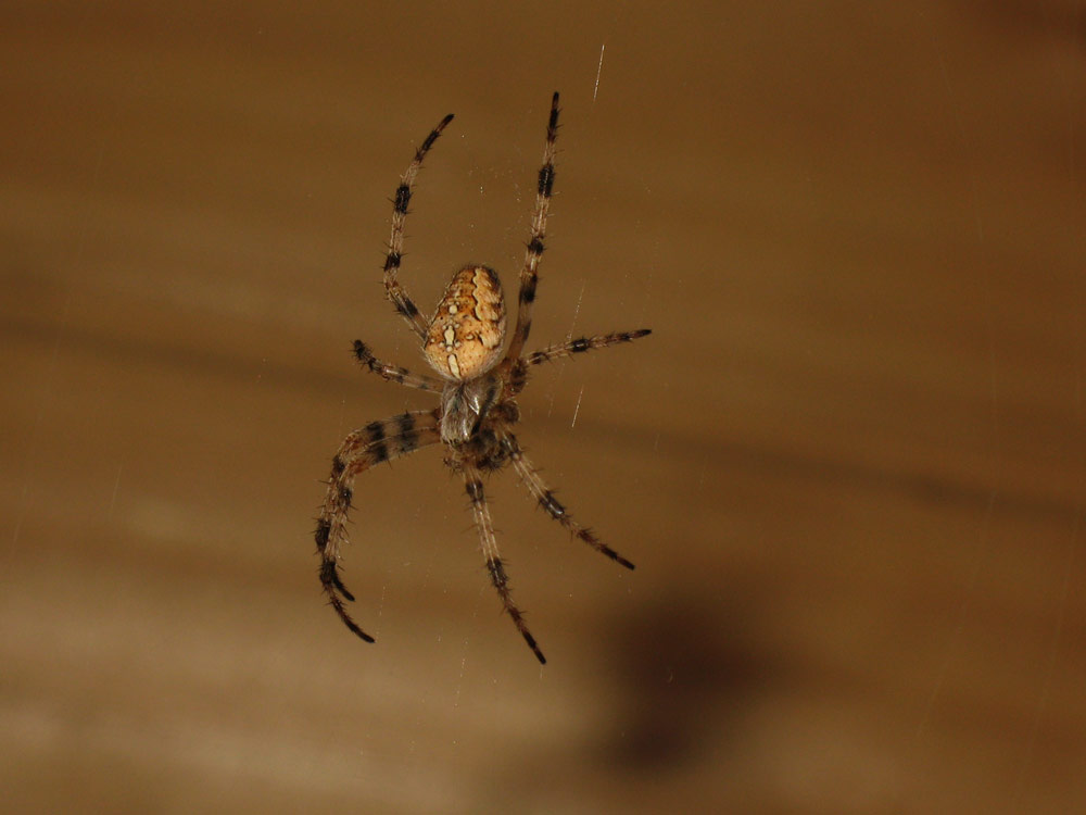 Природа и букашки-таракашки