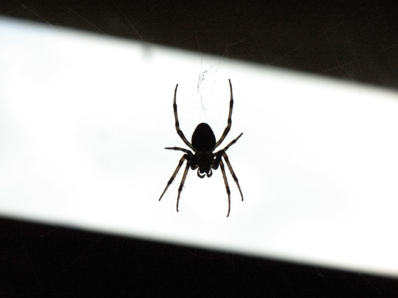 Природа и букашки-таракашки