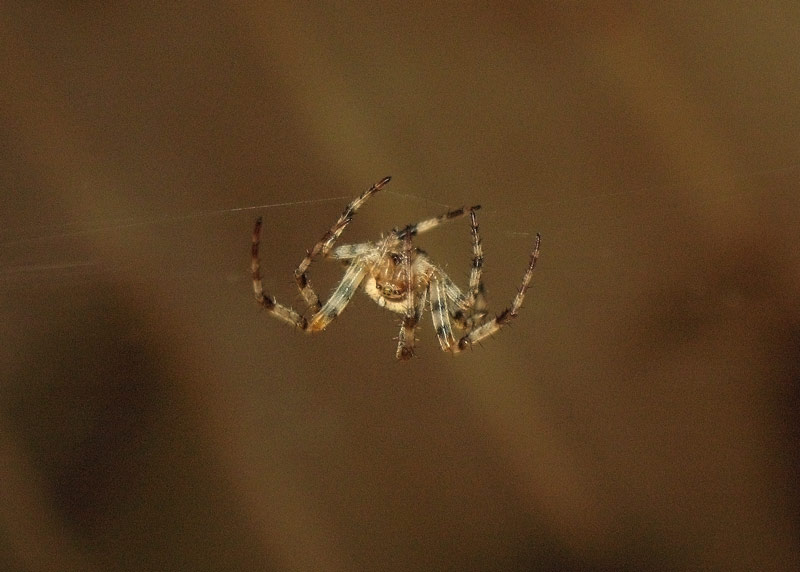 Природа и букашки-таракашки