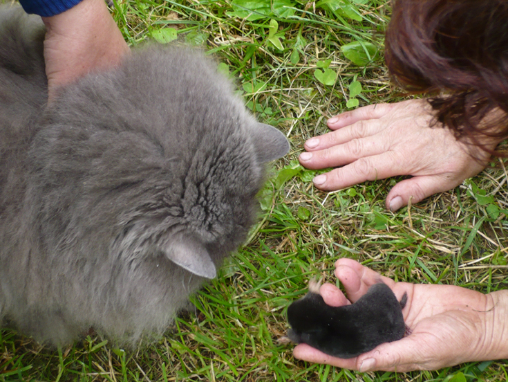 Кот и крот 2. Моя дача и кот