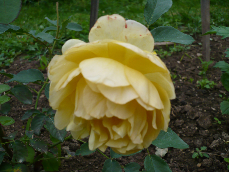 знакомьтесь- ангийская парковая роза Грехэм Томас. Моя дача и кот