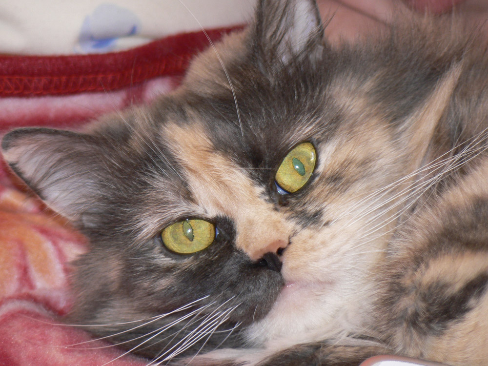 Моя кошка Марта