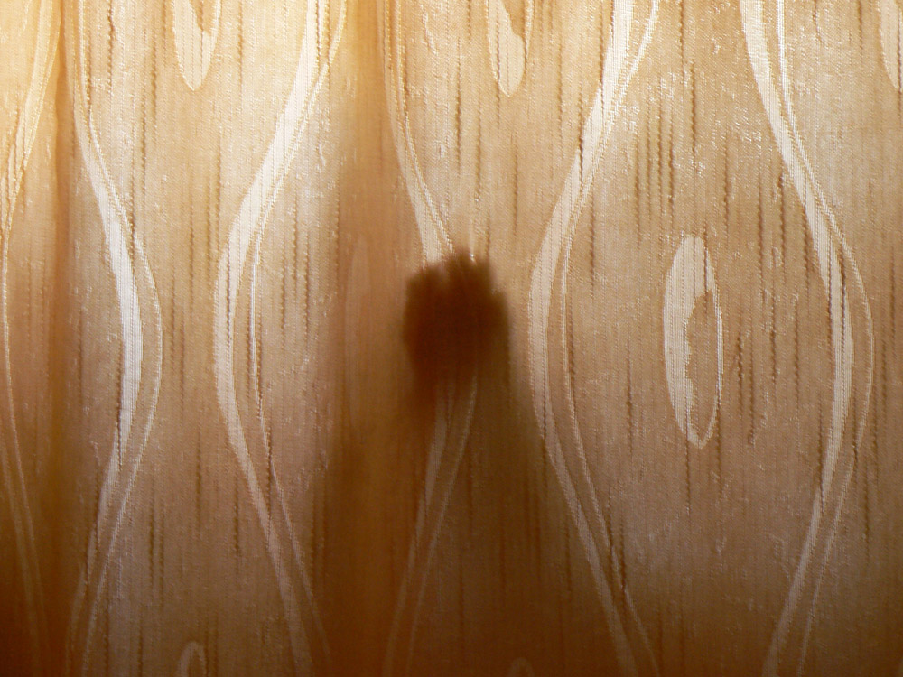 Моя кошка Марта