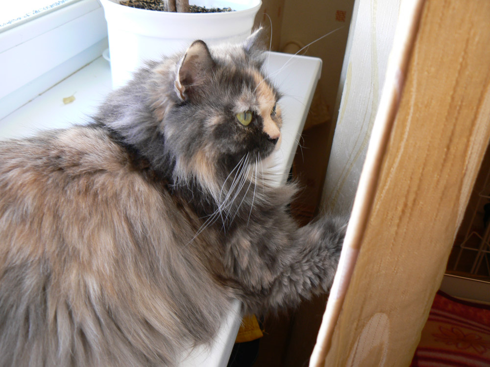 Моя кошка Марта