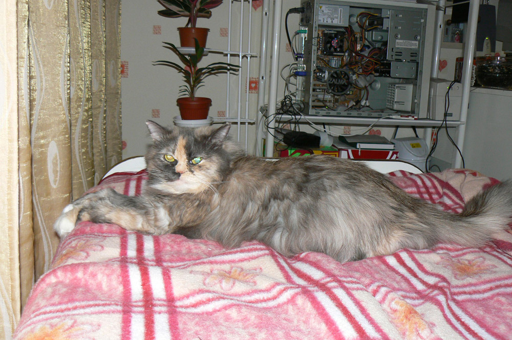 Моя кошка Марта