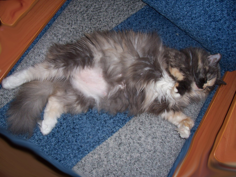 Моя кошка Марта