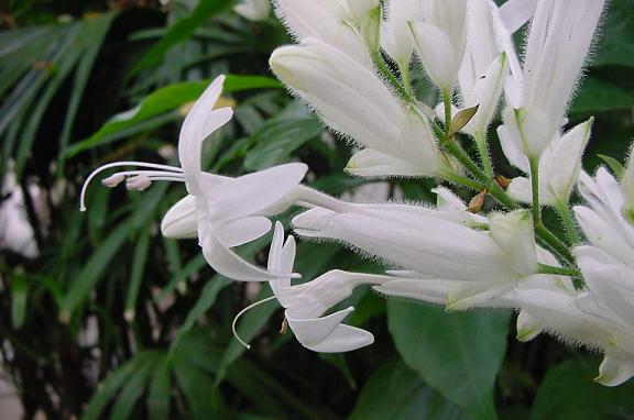 уайтфельдия-цветение. комнатные