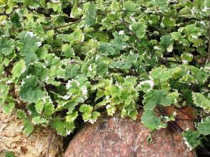 еще будра. на продажу