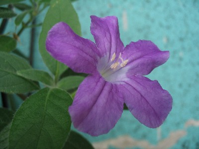 цветение гол. руэллии. на продажу