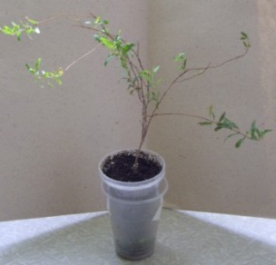 гранат поменьше. на продажу