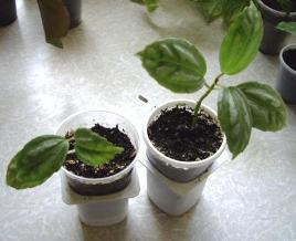 пилея. на продажу