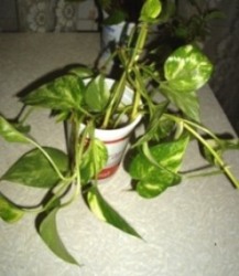 сциндапсус золотистый. на продажу