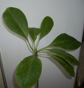 макушка плюмерии. на продажу