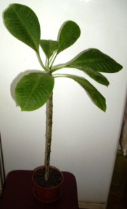 сама плюмерия (ствол 50 см без учета листвы). на продажу