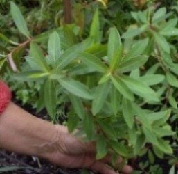 куст японского (садового-многол. )молочая. на продажу