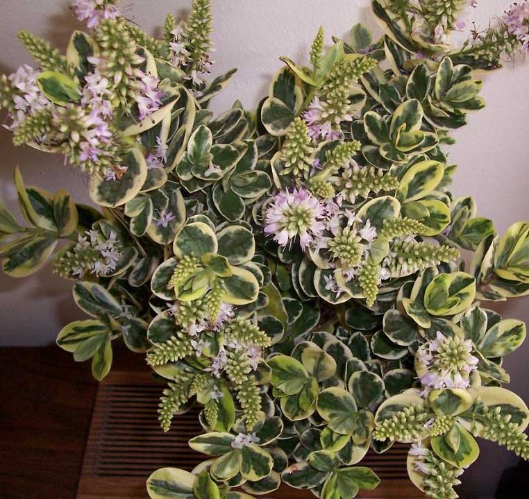 HEBE(New Zealand Flame Bush) . My home- flowers