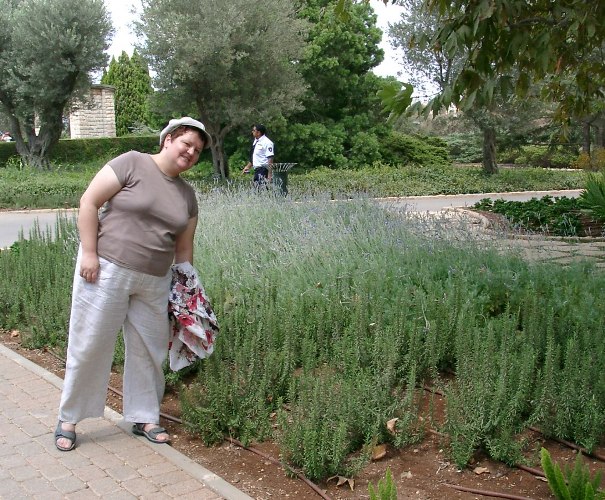 Лаванда. Израиль