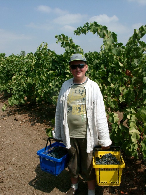 Урожай. Израиль