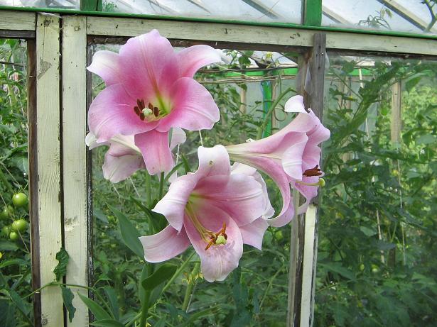 лилия. Дача