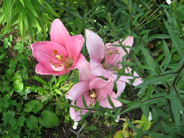 еще лилия. Дача