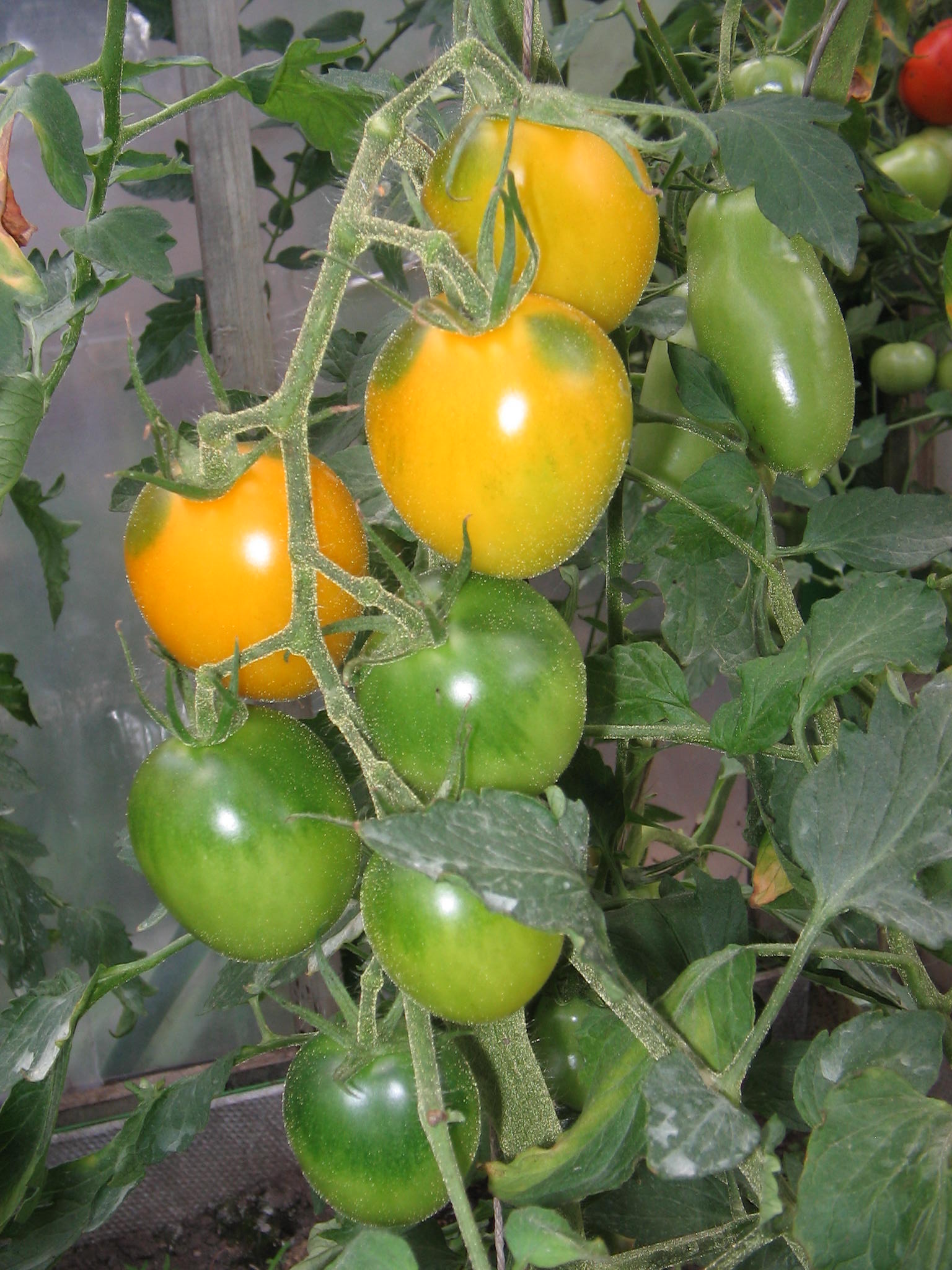 еще помидоры. Дача