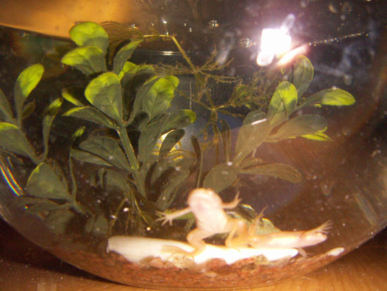 Африканские лягушки. Животные