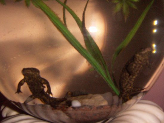 Тритоны. Животные