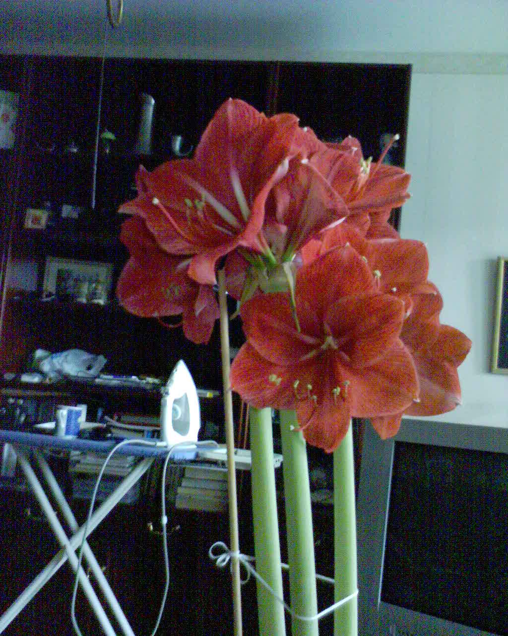 Амарилис. Мои цветы